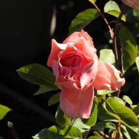 Blessings Hybrid Tea Rose (Rosa Blessings) 1